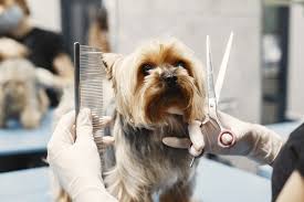 Pet Grooming Services